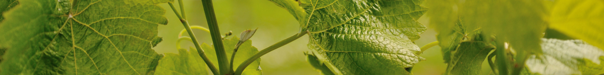 216 Luxury Acccommodation Muriwai Beach Auckland