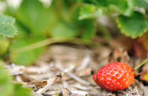 organically grown fruit
